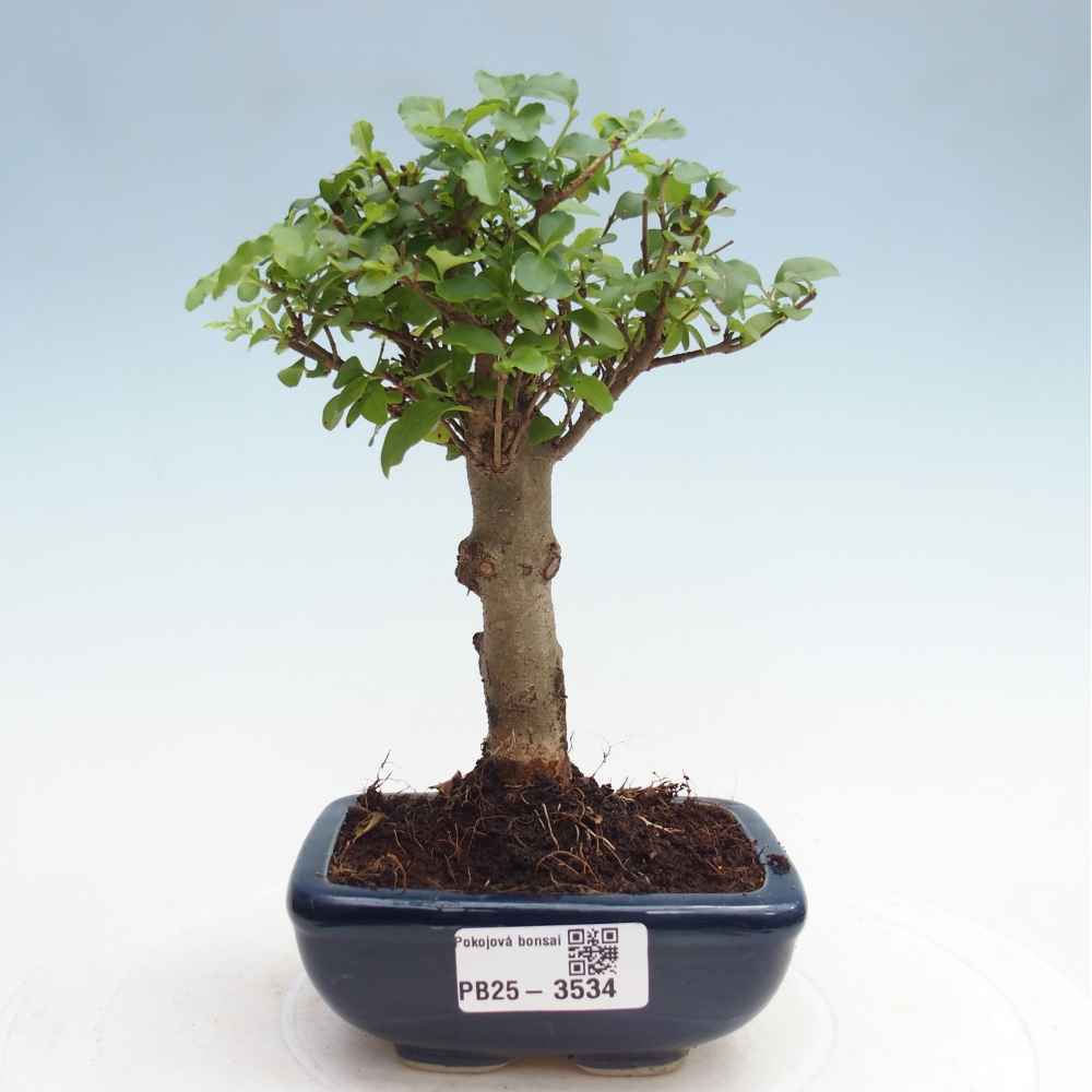 Zimmer Bonsai -Ligustrum chinensis - Vogelschnabel