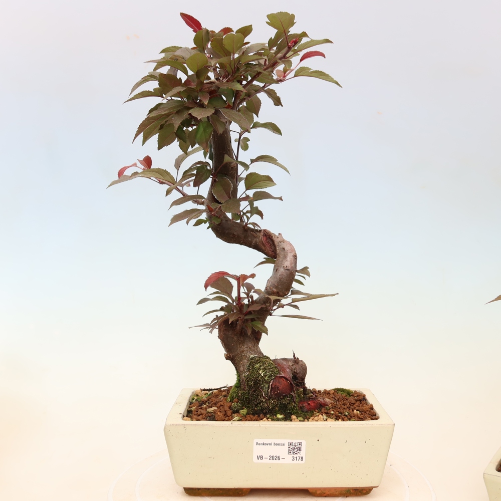 Outdoor-Bonsai -Malus domestica - Kleinfrüchtiger rotblättriger Apfelbaum