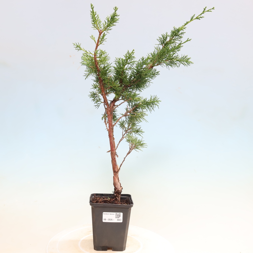 Bonsai für draußen - Juniperus chinensis Kishu