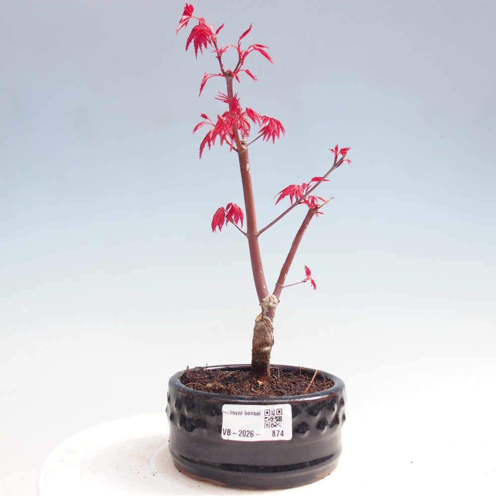 Bonsai für draußen - Acer palmatum DESHOJO