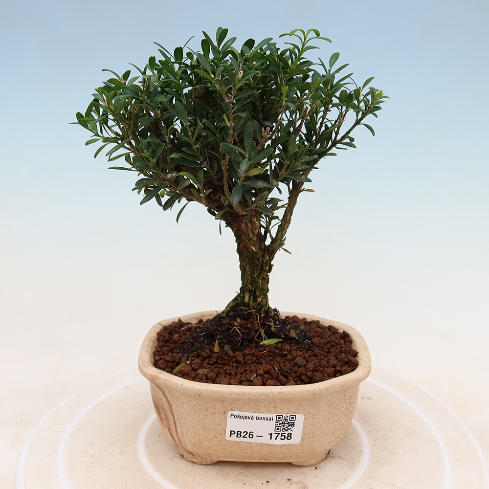 Zimmer Bonsai - Buxus harlandii - Korkbuxus