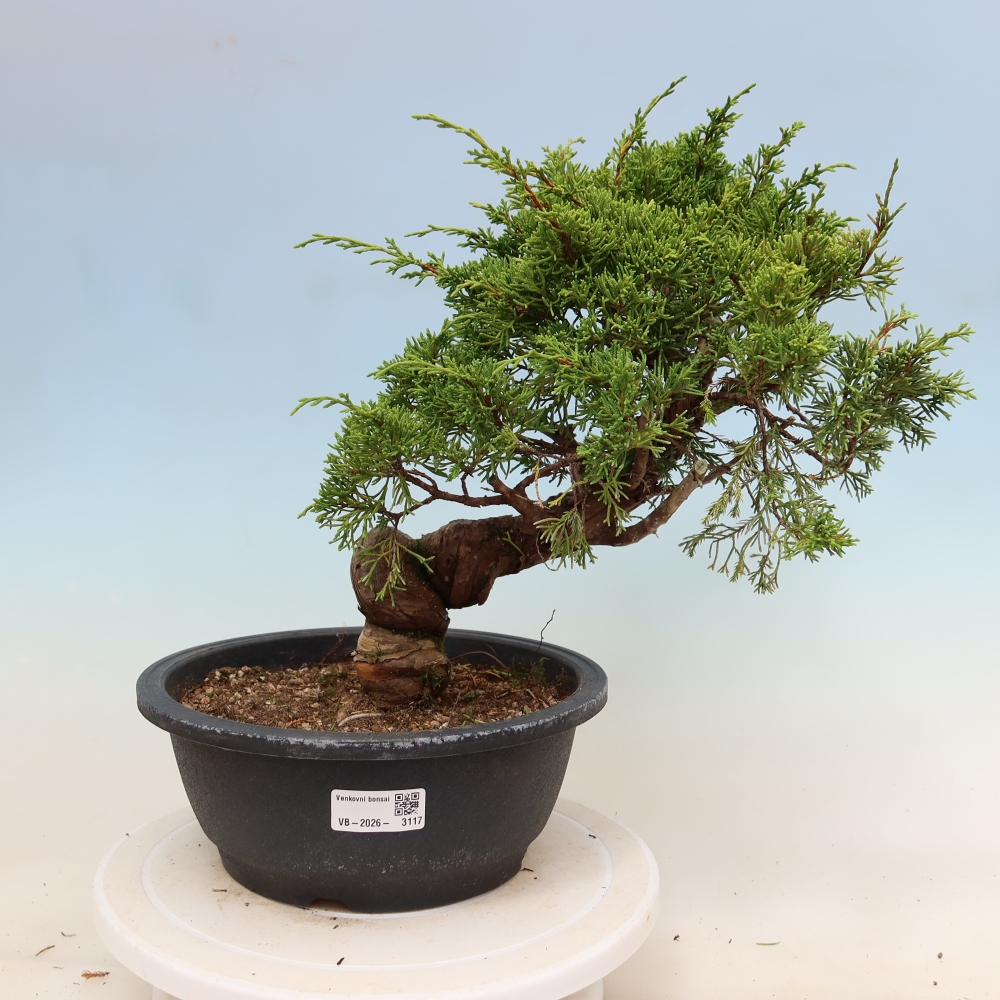 Bonsai für draußen - Juniperus chinensis Itoigawa-Juniperus chinensis