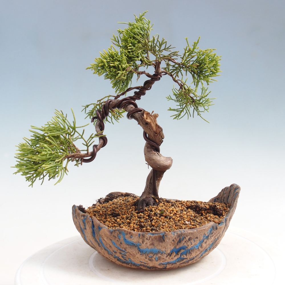 Bonsai für draußen - Juniperus chinensis Kishu