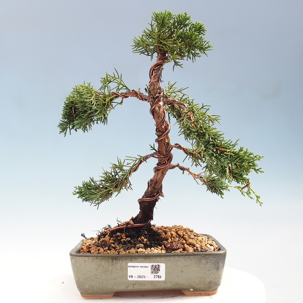 Bonsai im Freien - Juniperus chinensis Kishu - Chinesischer Wacholder