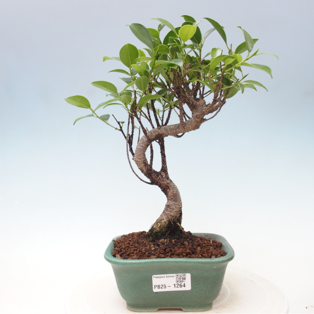 Zimmerbonsai - Ficus retusa - kleinblättriger Ficus