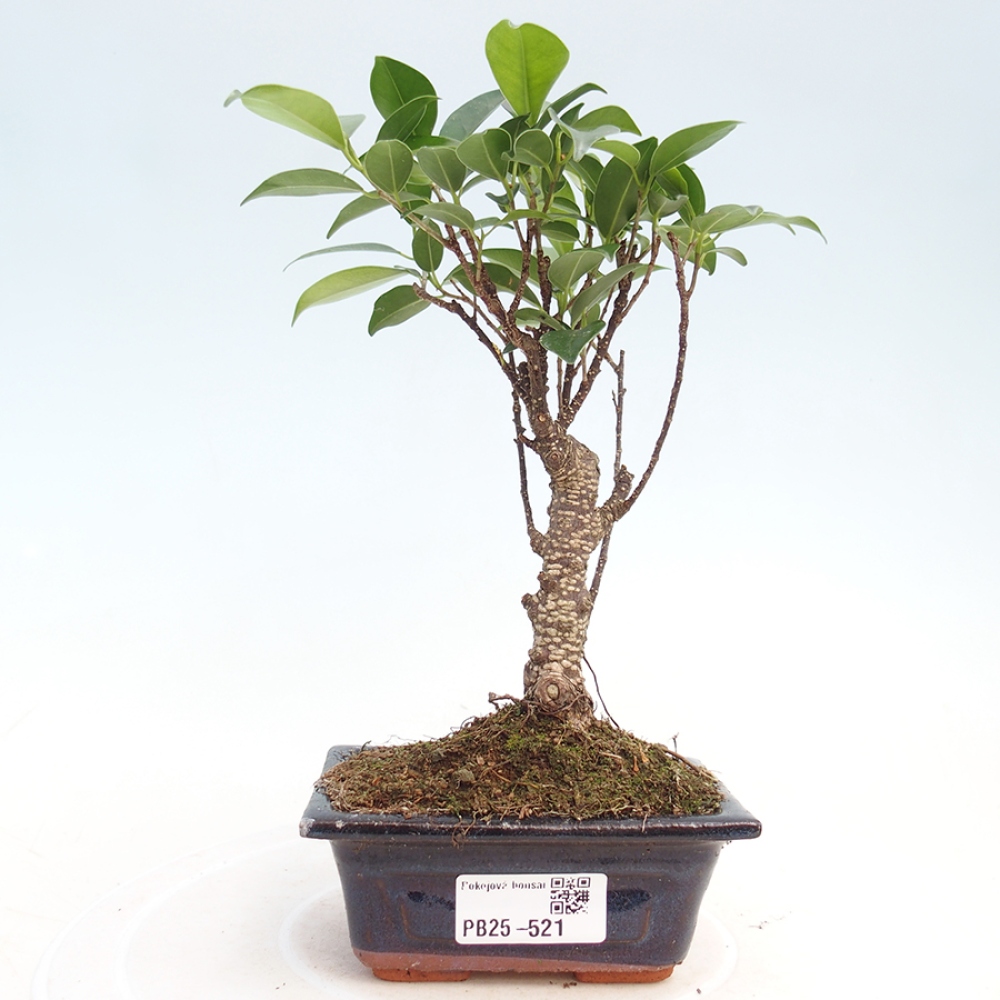 Zimmerbonsai - Kleinblättriger Ficus - Ficus kimmen