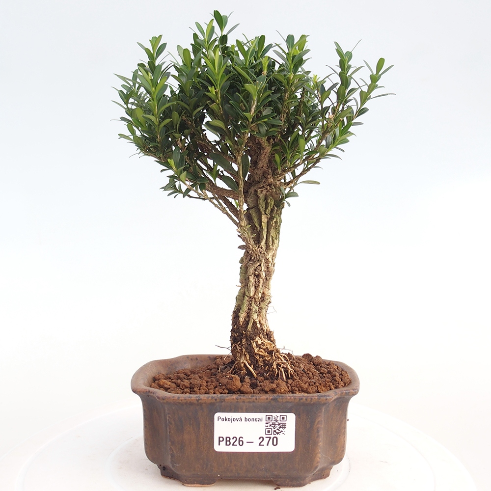 Zimmer Bonsai - Buxus harlandii - Korkbuxus