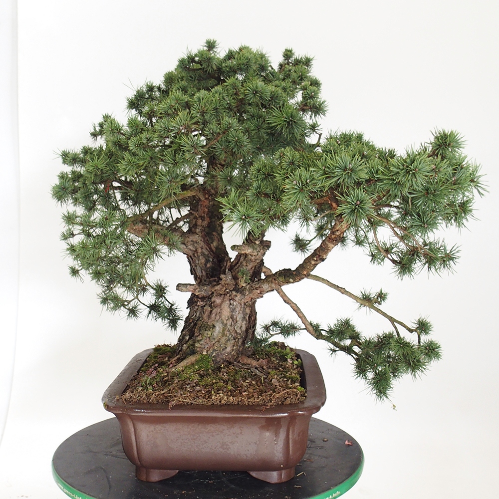 Yamadori - Pinus sylvestris Spanien