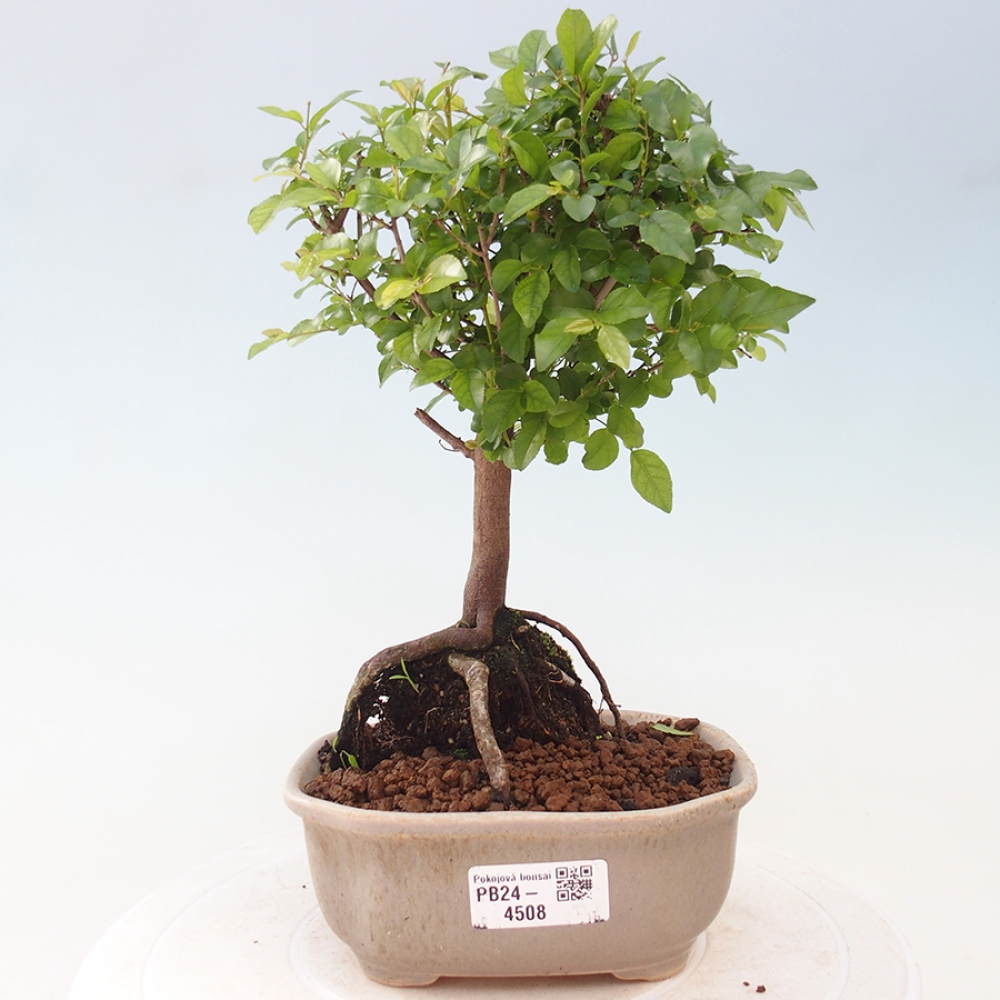 Zimmerbonsai - Sagerécie thea - Sagerécie thea