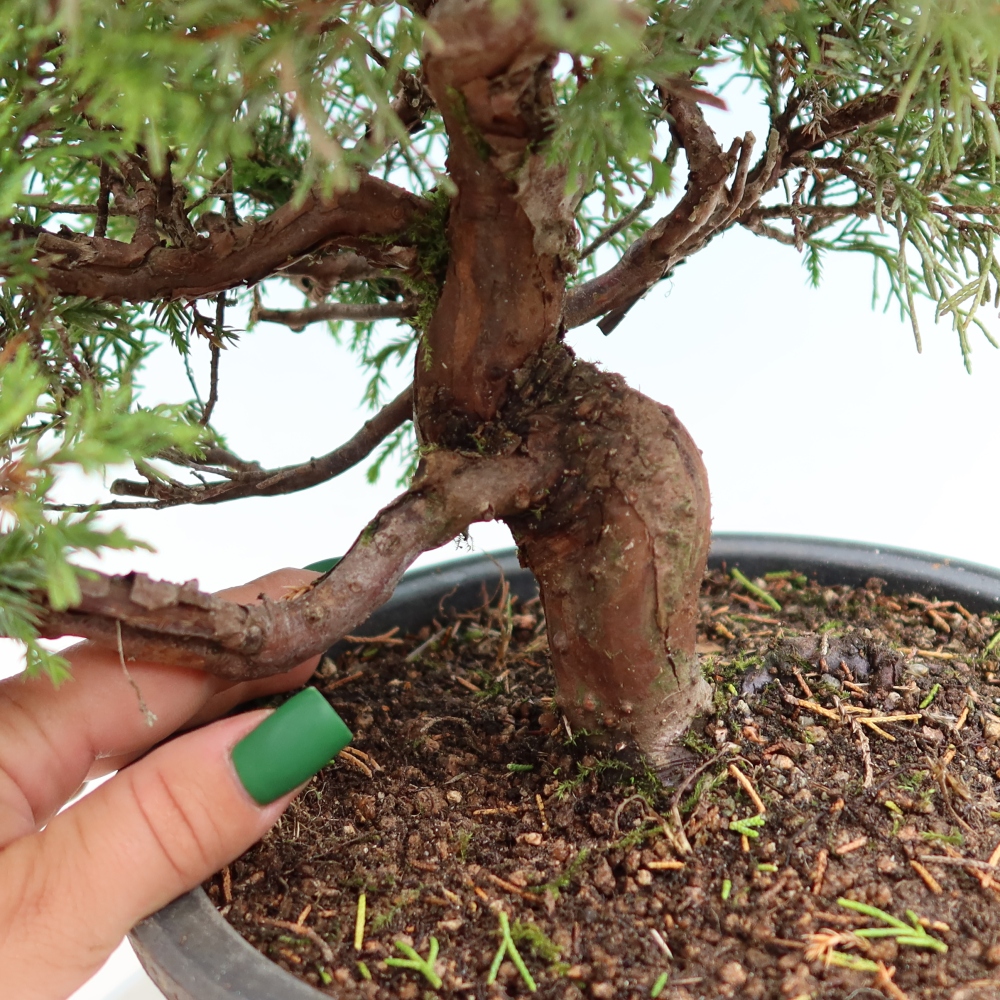 Bonsai für draußen - Juniperus chinensis Itoigawa-Juniperus chinensis