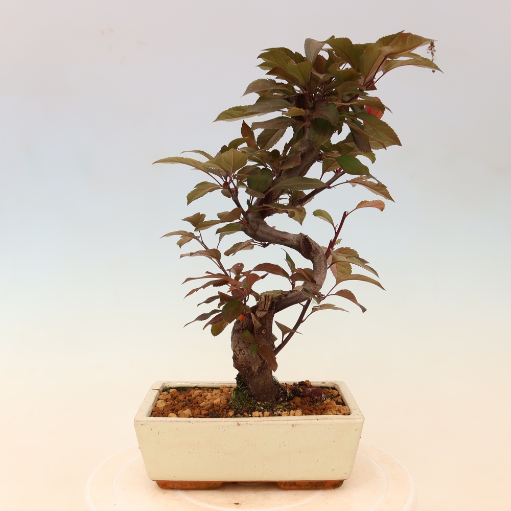 Outdoor-Bonsai -Malus domestica - Kleinfrüchtiger rotblättriger Apfelbaum