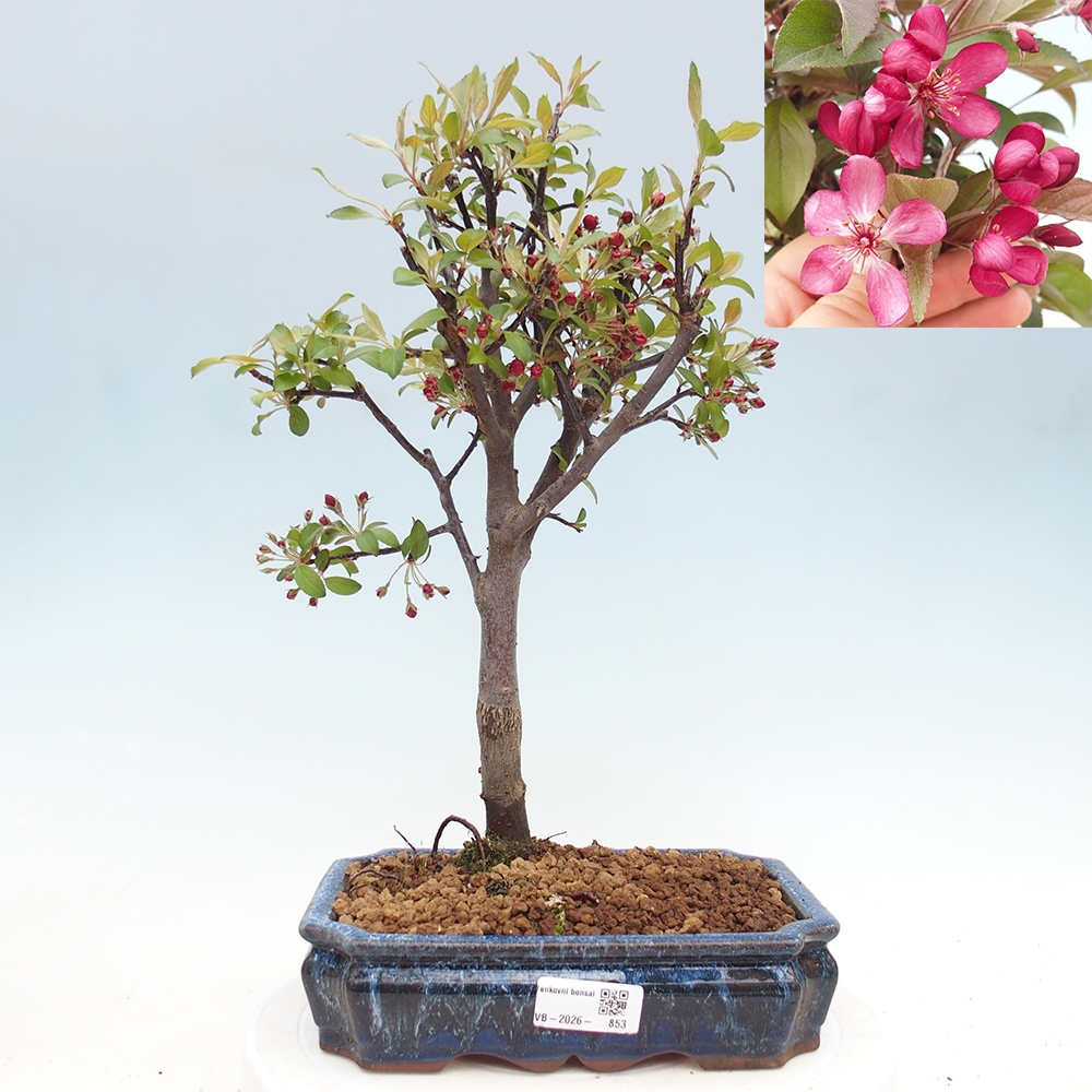 Outdoor-Bonsai -Malus domestica - Kleinfrüchtiger rotblättriger Apfelbaum