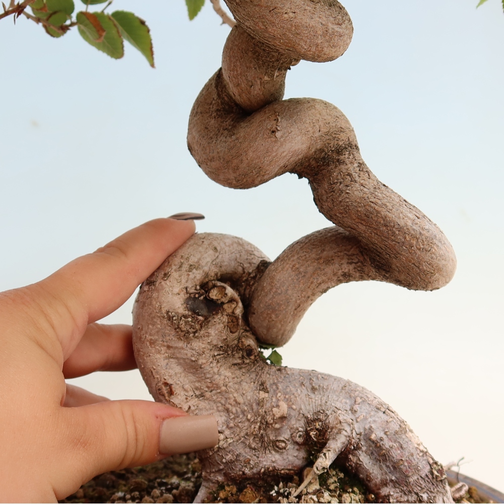 Bonsai für draußen -Carpinus CARPINOIDES - Koreanische Hainbuche