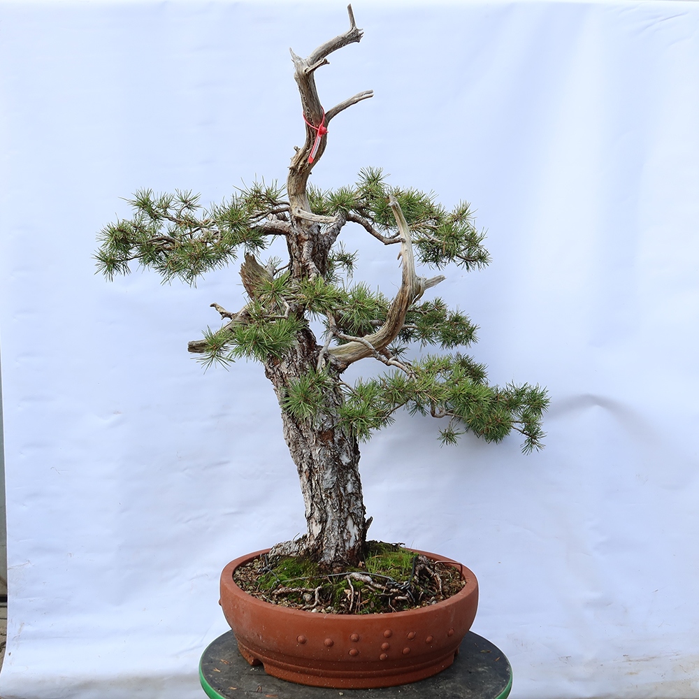 Pinus sylvestris Spanien – Waldkiefer