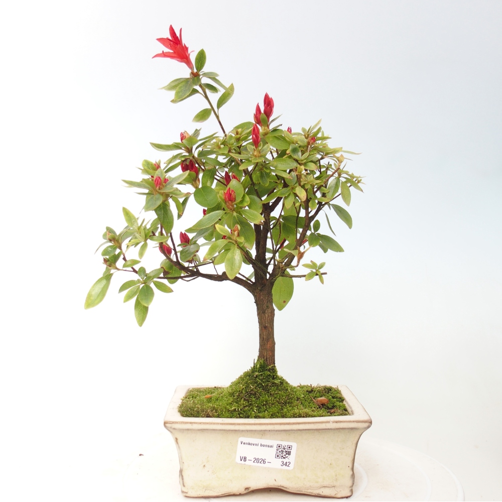 Bonsai für draußen - Japanische Azalee - Azalea sp.