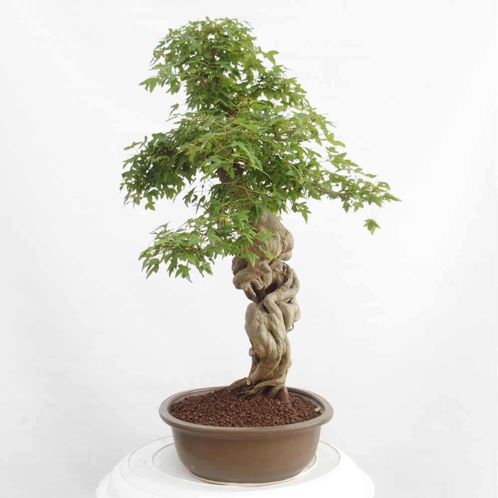 Bonsai im Freien - Ahorn Buergerianum - Burger Maple