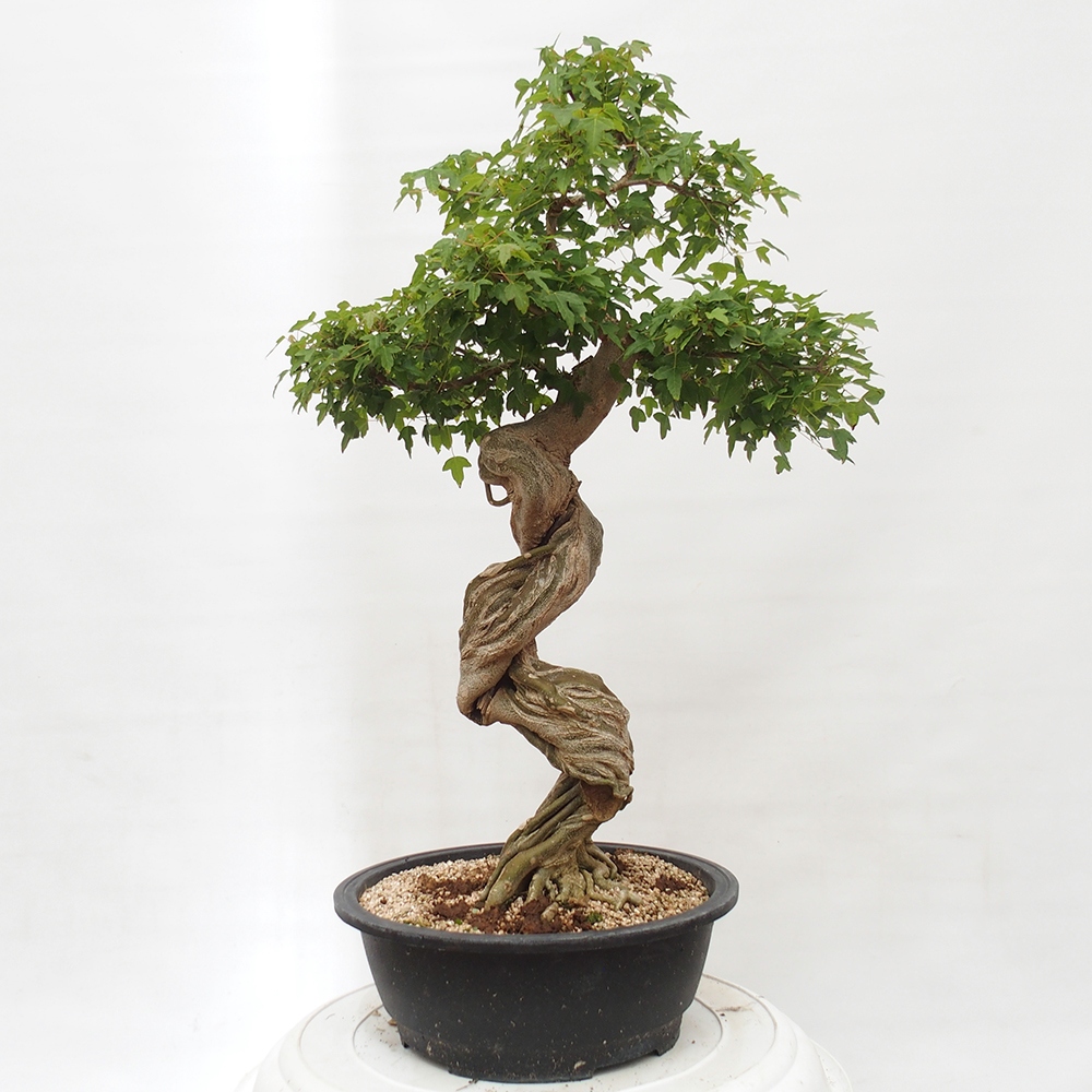 Bonsai im Freien - Ahorn Buergerianum - Burger Maple