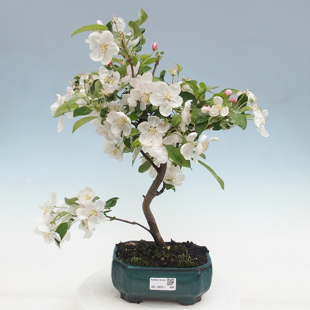 Bonsai im Freien - Malus halliana - Kleinfruchtiger Apfelbaum