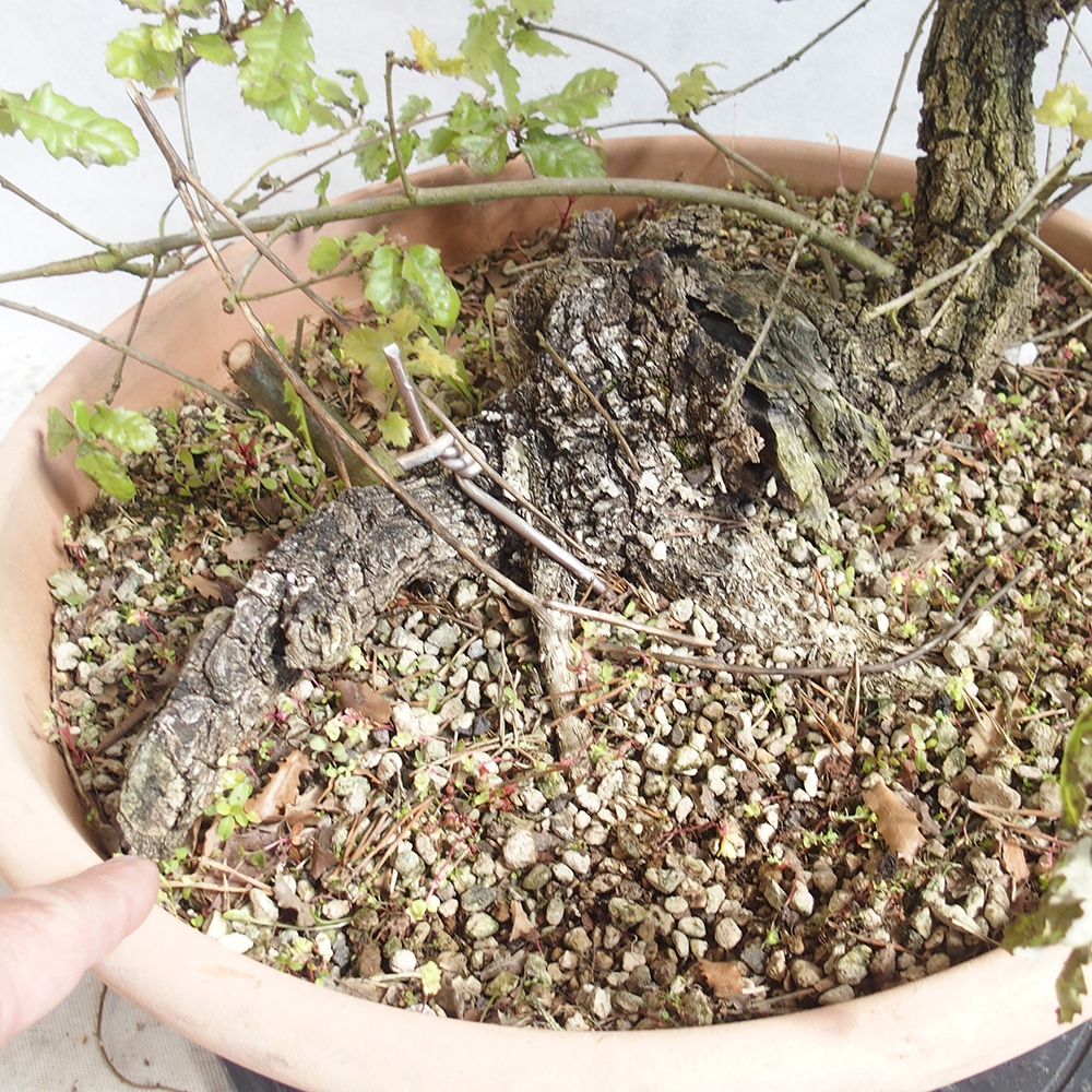 Freilandbonsai Quercus Cerris - Eiche Cer