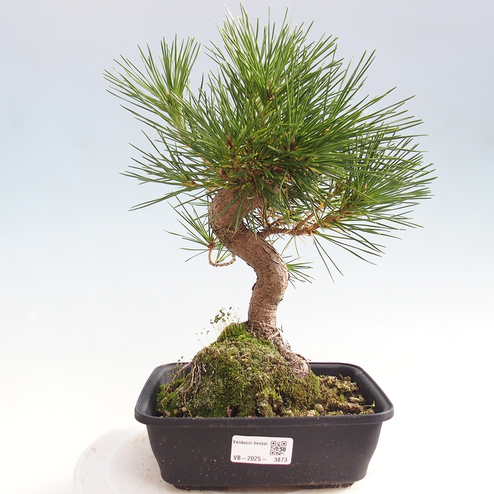Bonsai für draußen - Pinus thunbergii - Thunberg-Kiefer