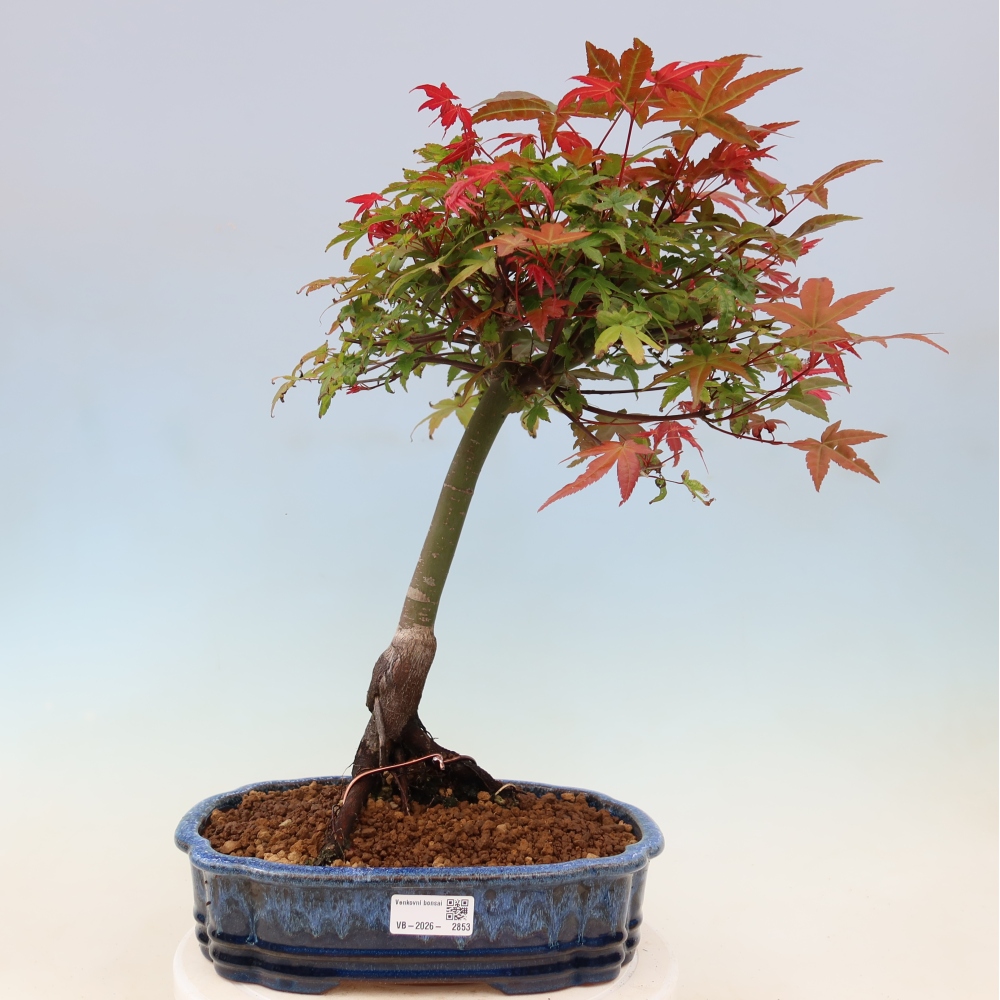 Spitzahorn - Acer palmatum Beni Tsukasa