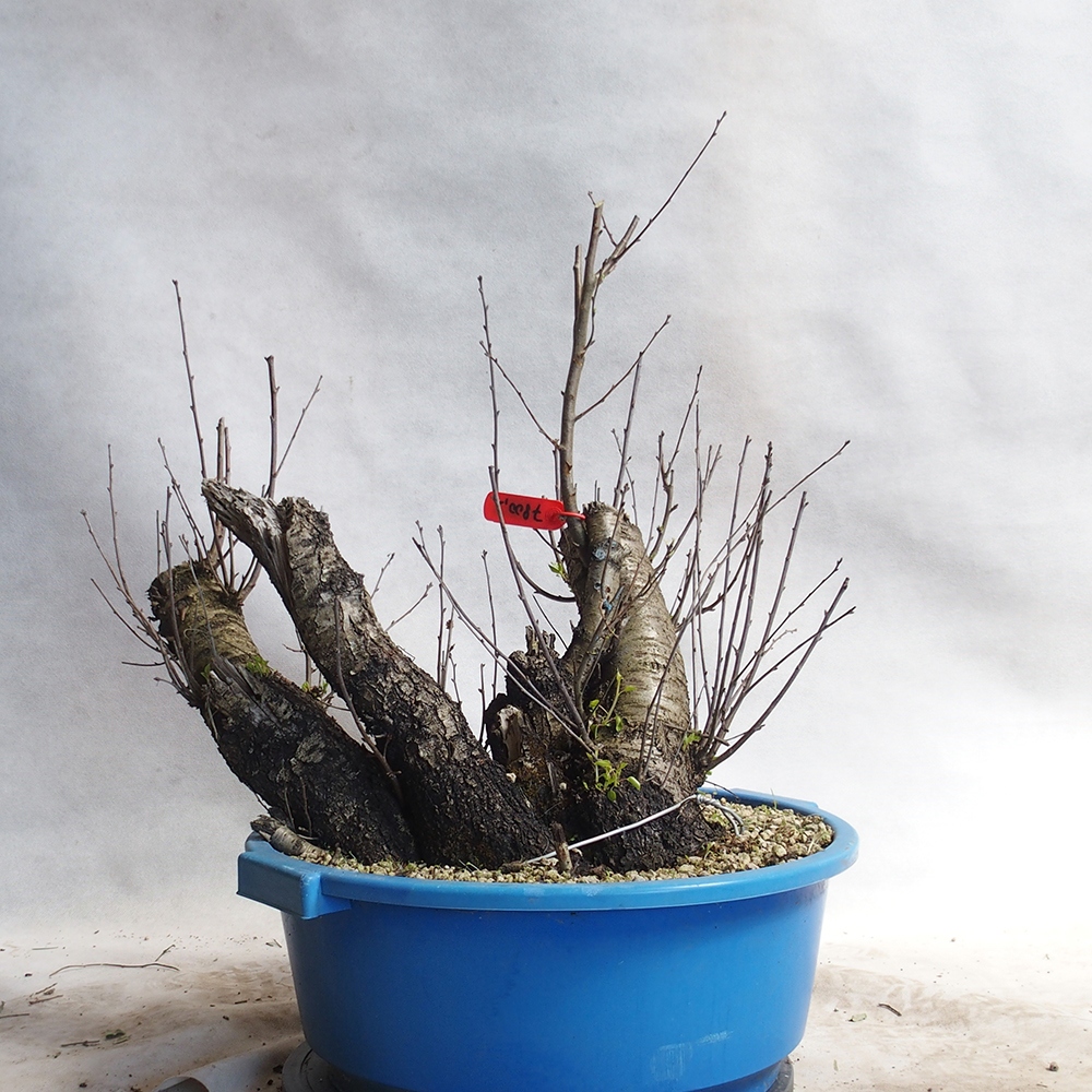 Outdoor Bonsai -Mahalebka - Prunus Mahaleb