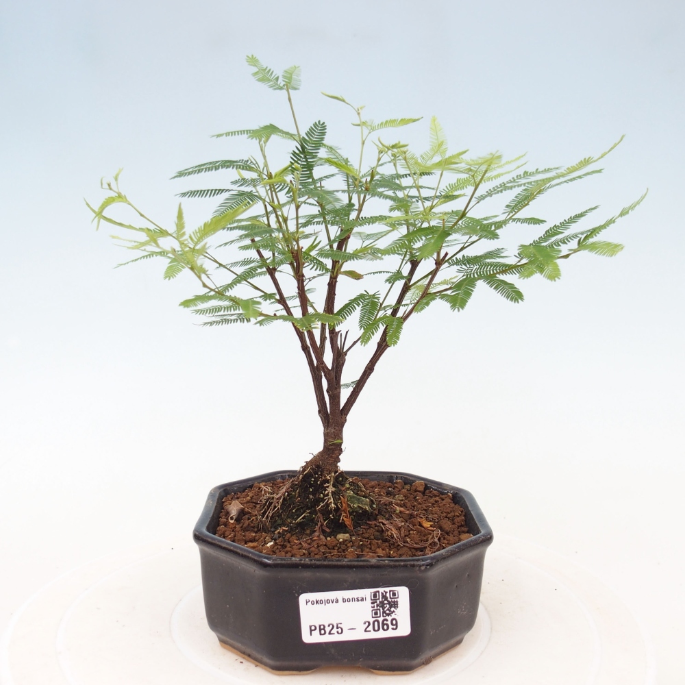 Zimmer Bonsai-Calliandra surinamensis Dixie Pink -Kaliandra von Suria