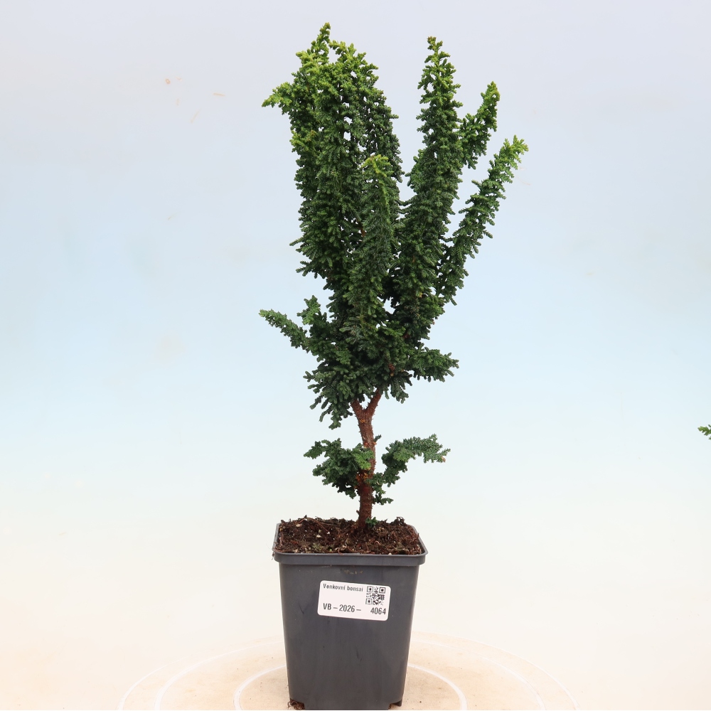 Bonsai für draußen - Cham. obtusa SEKKA HINOKI - Zypresse