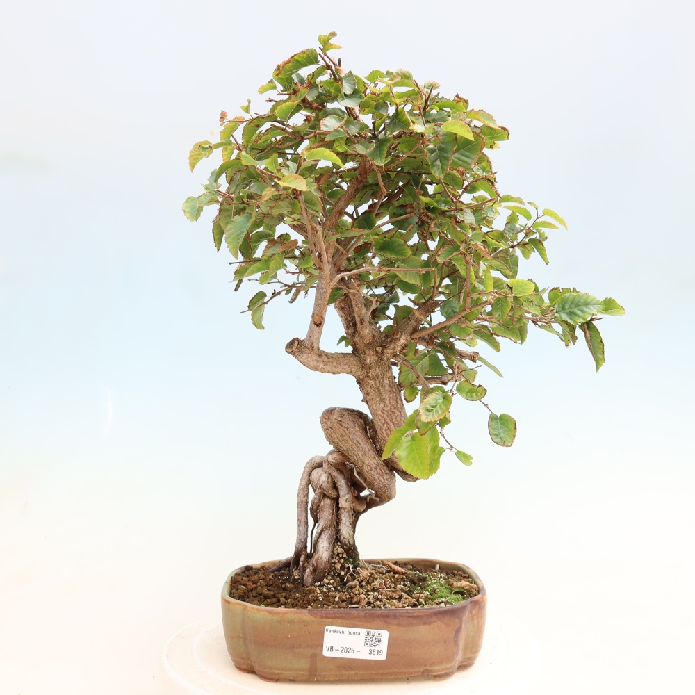 Bonsai für draußen -Carpinus CARPINOIDES - Koreanische Hainbuche