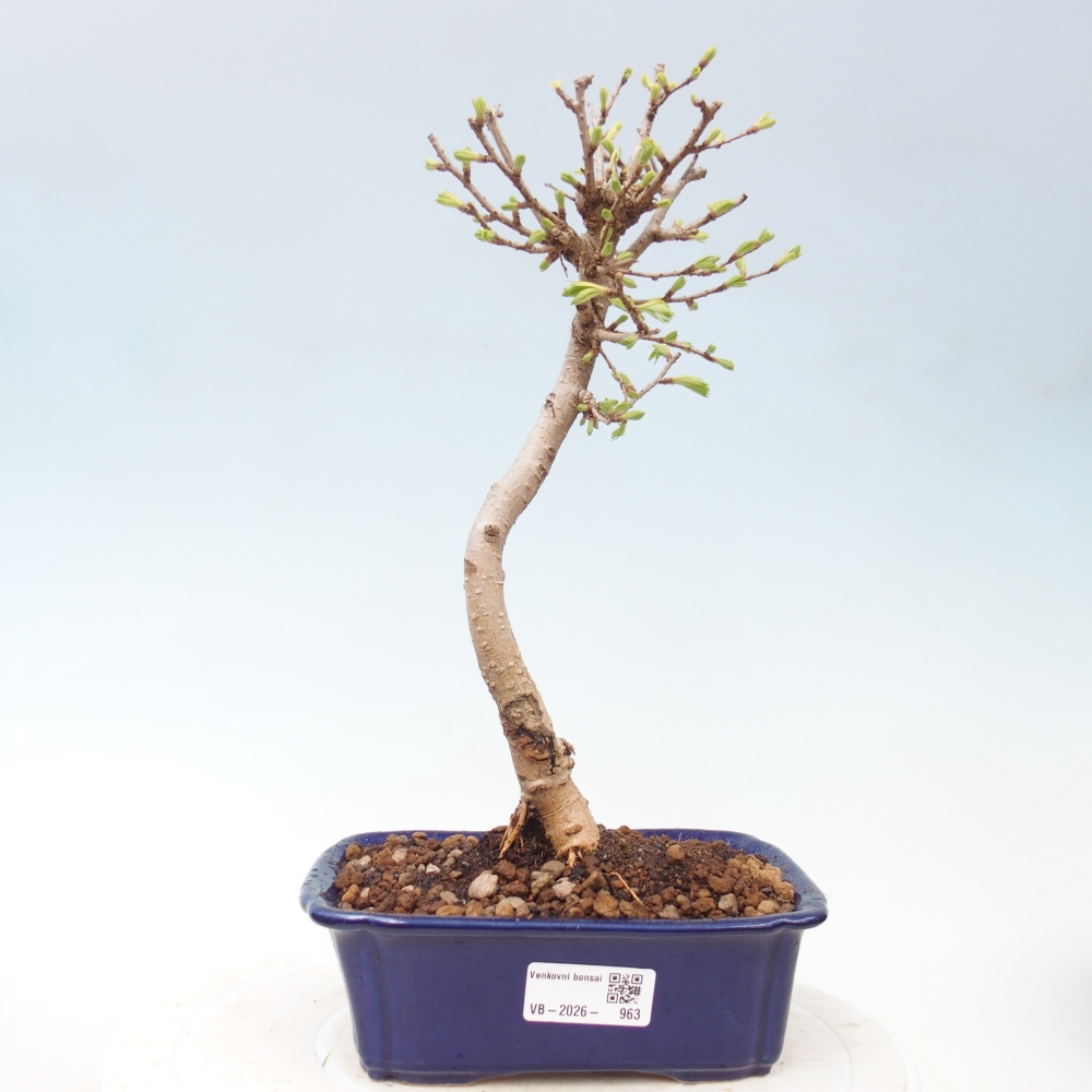 Bonsai für draußen -Pseudolarix amabis-Pseudolarix amabis