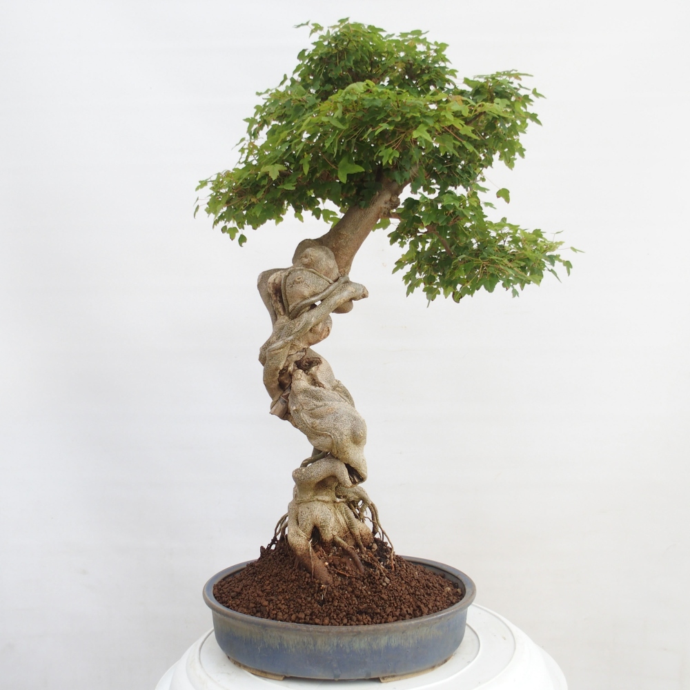 Bonsai im Freien - Ahorn Buergerianum - Burger Maple