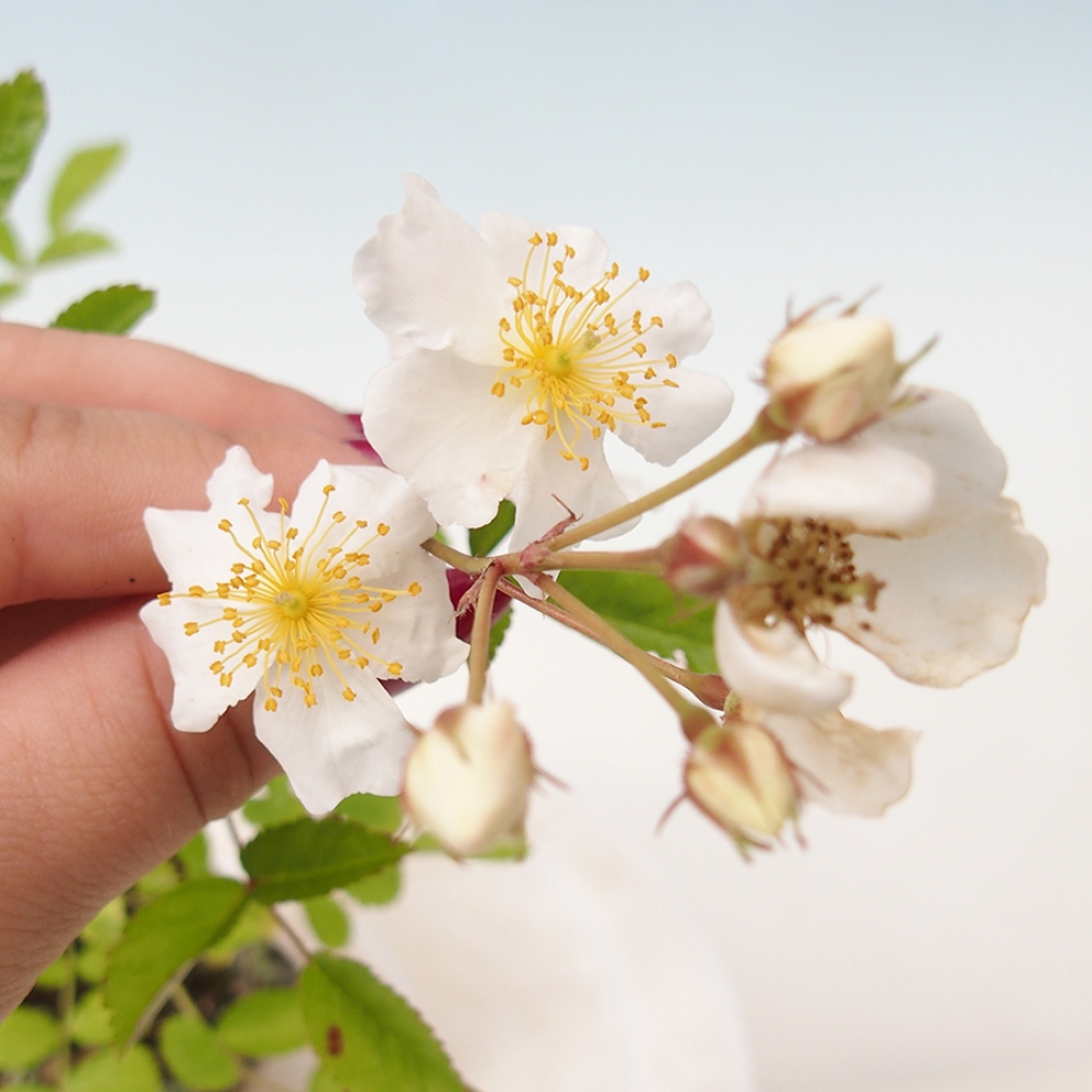 Freilandbonsai - Rosa sp. - kleinblumige Rose