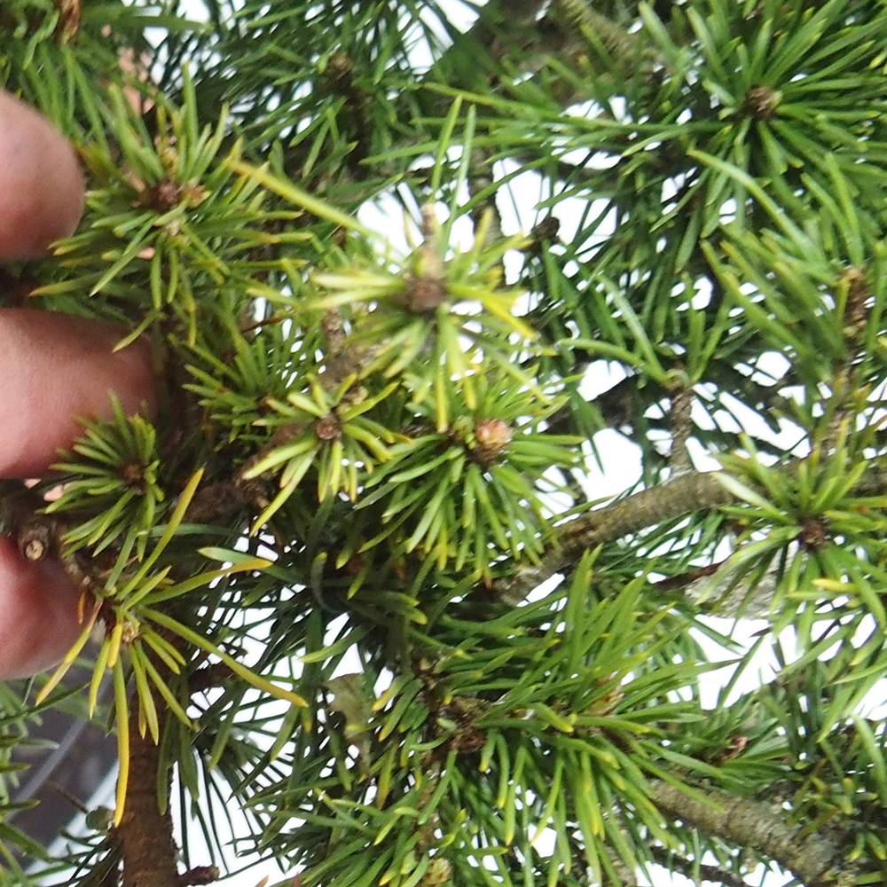 Yamadori - Pinus sylvestris 