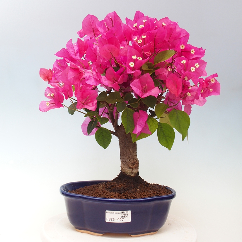 Indoor Bonsai - Bouganwilea