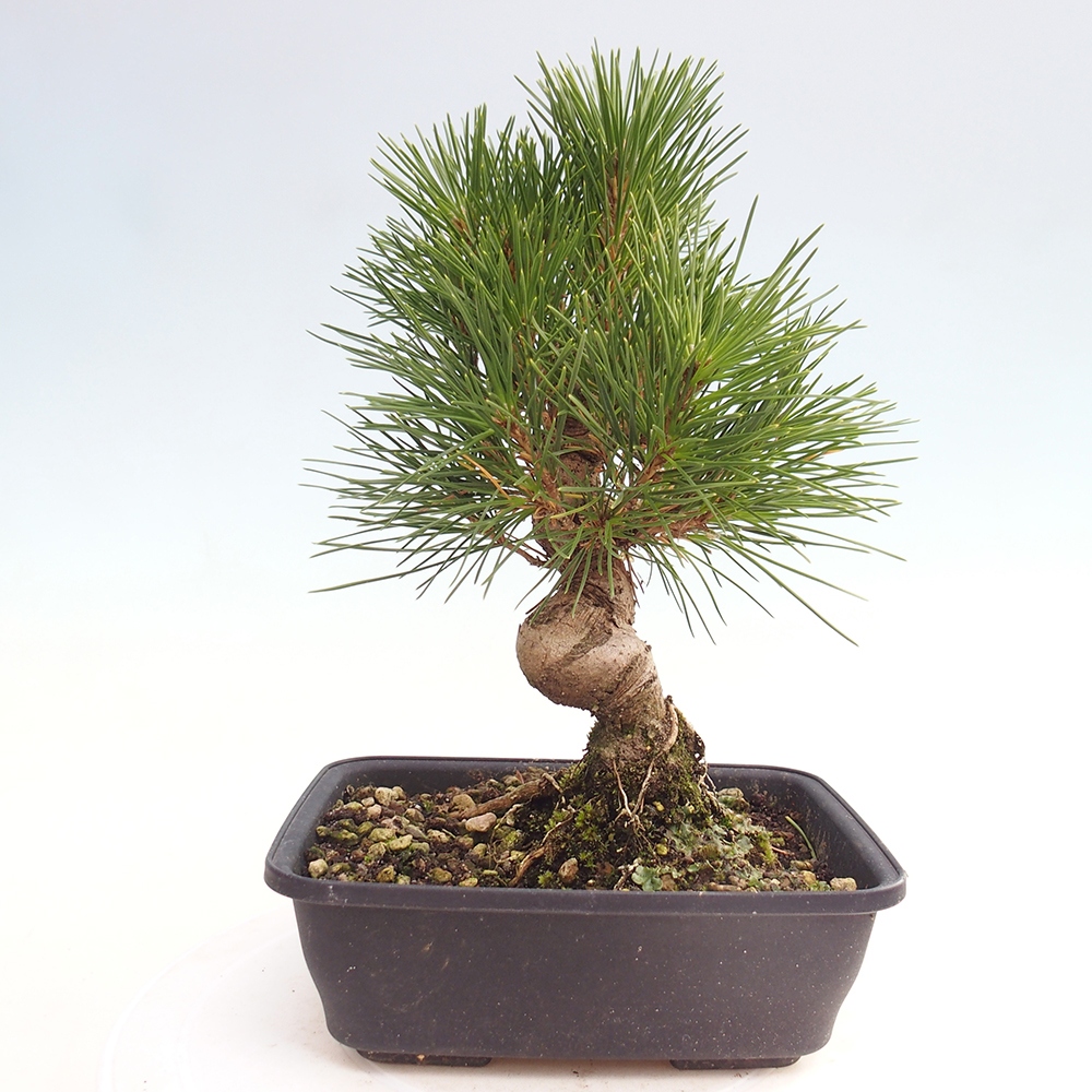 Bonsai für draußen - Pinus thunbergii - Thunberg-Kiefer