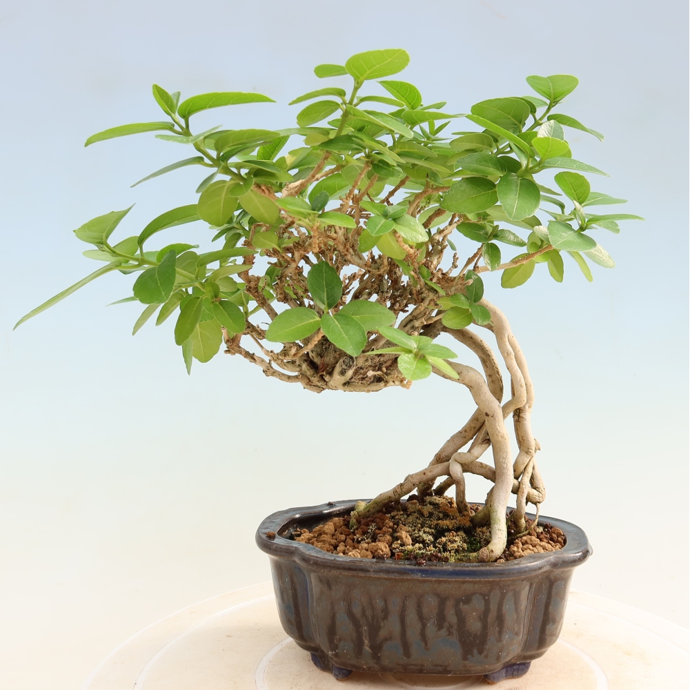 Zimmerbonsai - Premna serratifolia - Kozlovna malolista