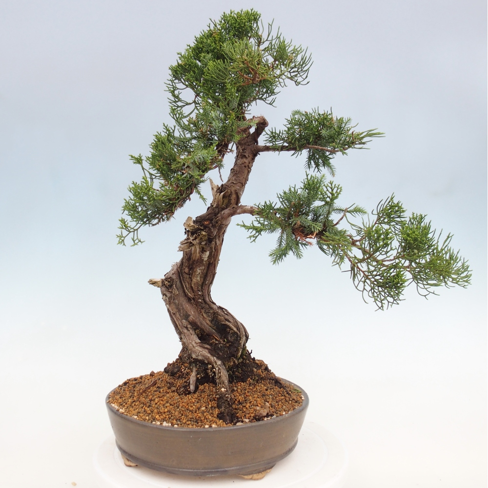 Outdoor bonsai - Juniperus chinensis Itoigawa - Chinese juniper