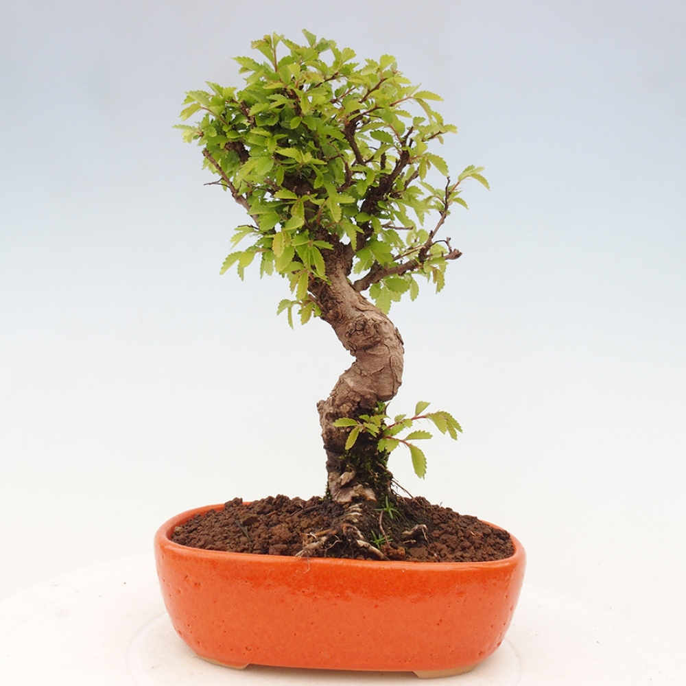 Bonsai im Freien - Zelkova - Zelkova NIRE