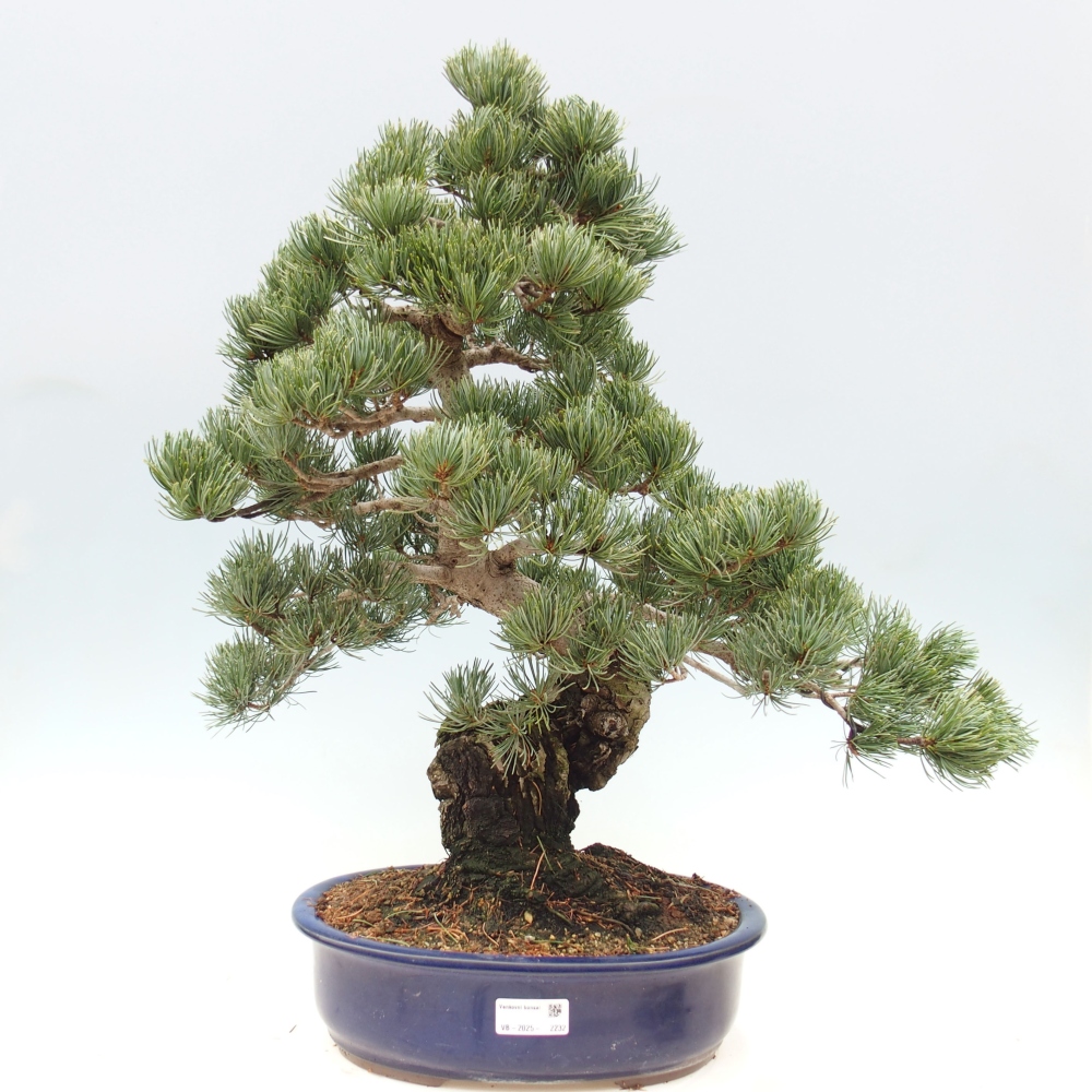 Bonsai im Freien - Pinus parviflora - kleine Kiefer