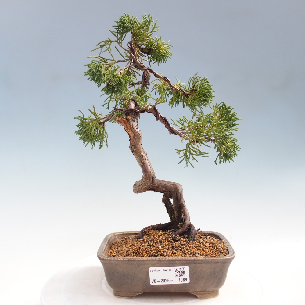 Bonsai für draußen - Juniperus chinensis Kishu