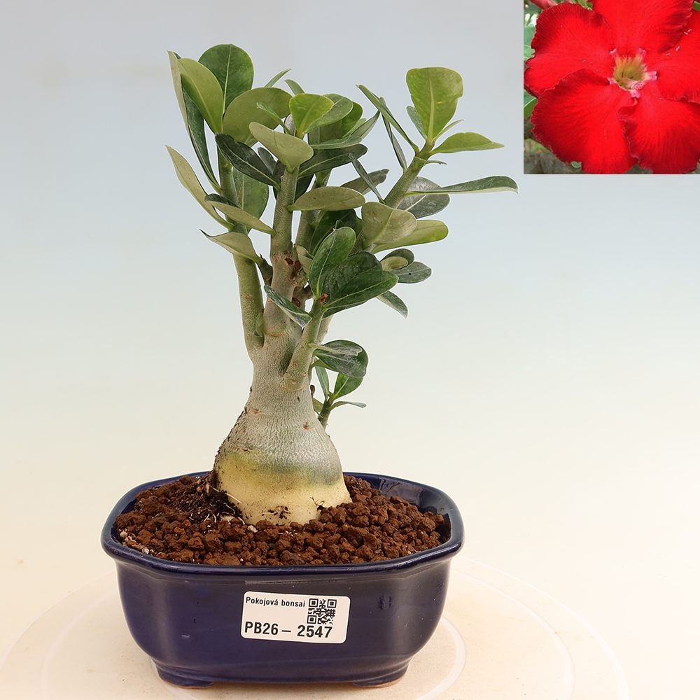 Zimmerbonsai – Adenium obesum „Red Star“ – Wüstenrose