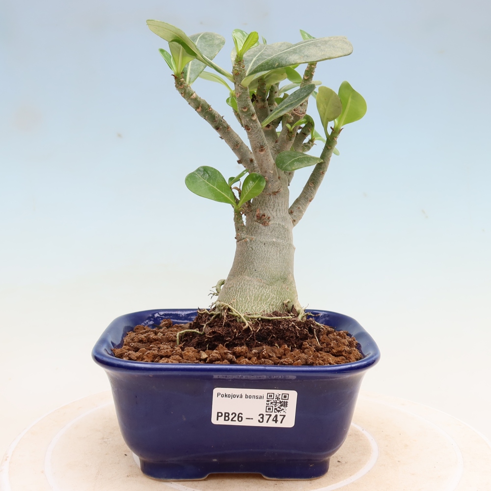 Zimmerbonsai – Adenium obesum „Red Star“ – Wüstenrose