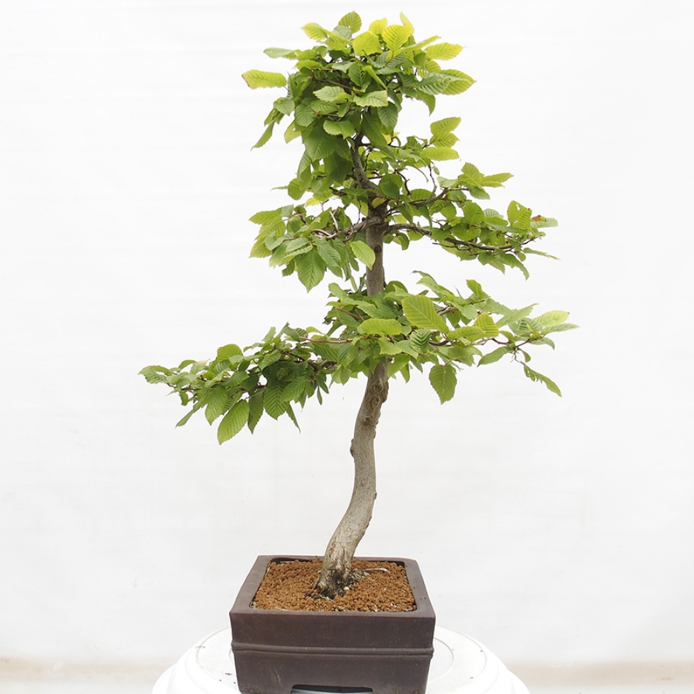 Bonsai im Freien - Hainbuche - Carpinus betulus