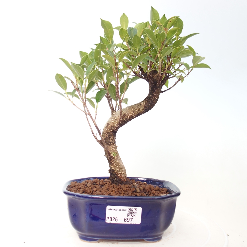 Zimmerbonsai - Ficus retusa - Kleinblättriger Ficus