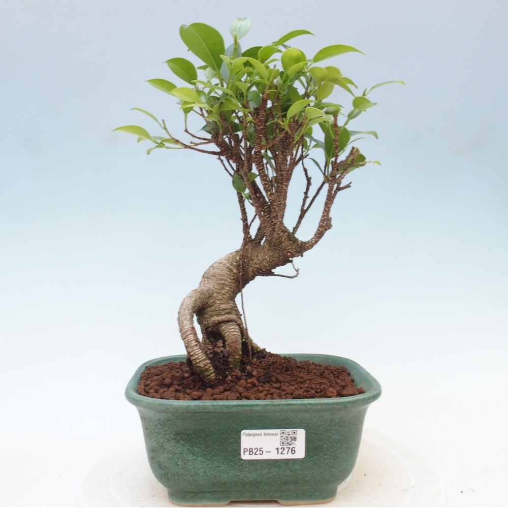 Indoor-Bonsai - Ficus retusa - kleiner Ficus