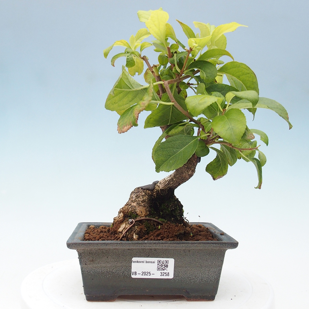 Outdoor-Bonsai - Celastrus Jesenec