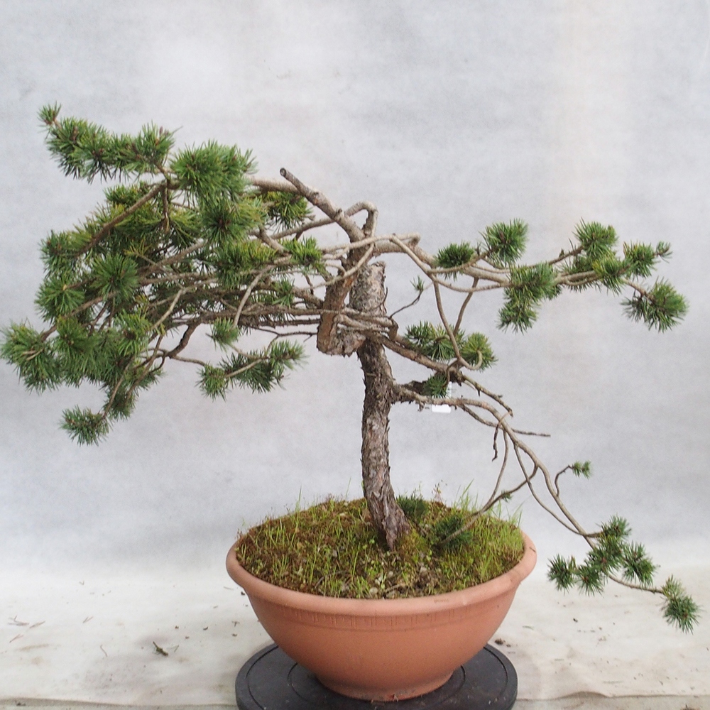 Yamadori - Pinus sylvestris 
