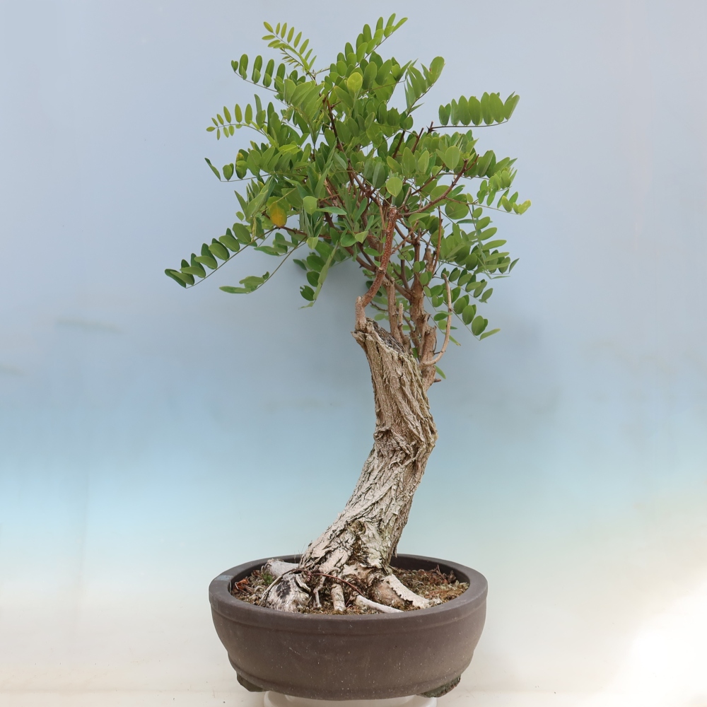 Bonsai für draußen - Dorn-Akazie - Robinia pseudoacacia