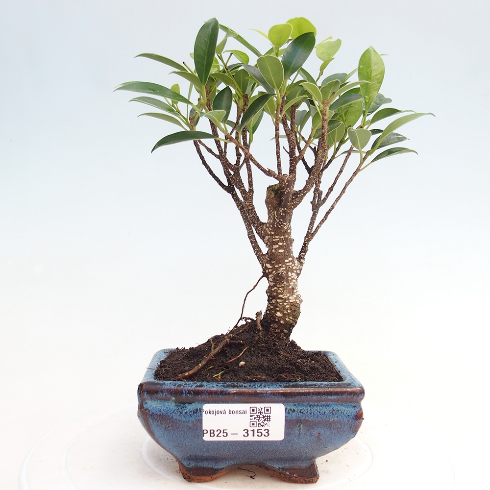 Zimmer Bonsai Ficus retusa kimmen