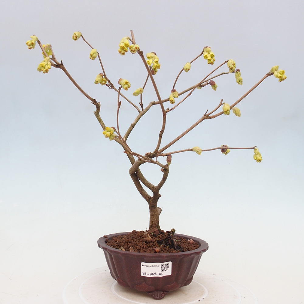Bonsai im Freien - Haselnuss - Corylopsis Spicata